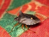 Pentatoma (Pentatoma) rufipes