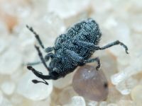 Curculionidae