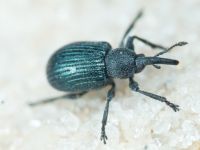 Omphalapion