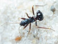 Himacerus mirmicoides