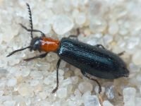 Tillus elongatus