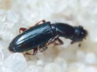 Rhizophagus