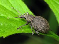 Otiorhynchus ligustici