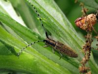 Agapanthia villosoviridescens