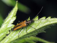 Oedemera femorata