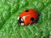 Adalia bipunctata