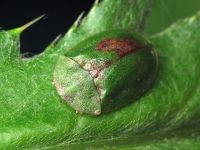 Cassida (Cassida) rubiginosa