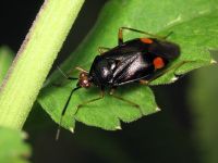 Deraeocoris ruber