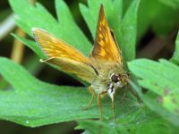 Ochlodes sylvanus