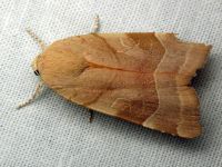 Noctua fimbriata
