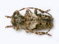 Pogonocherus fasciculatus