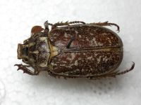 Polyphylla gracilicornis