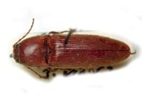 Melanotus fusciceps