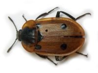 Dendroxena quadrimaculata