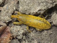 Lixus (Dilixellus) bardanae