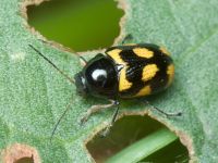 Cryptocephalus (Cryptocephalus) octacosmus