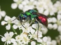 Chrysididae