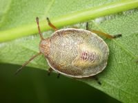 Piezodorus lituratus