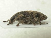 Pachycerus segnis