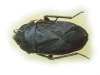 Aellopus atratus