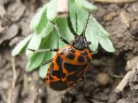 Eurydema (Eurydema) ornata