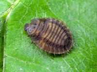 Platynaspis luteorubra