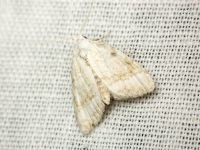 Nola aerugula