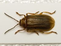 Galerucella (Galerucella) nymphaeae