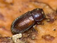 Cis rugulosus