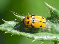 Cryptocephalus (Asionus) quatuordecimmaculatus