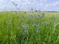 Eryngium planum