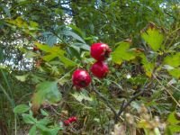 Crataegus
