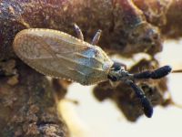 Copium brevicorne