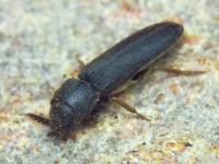 Melasis buprestoides