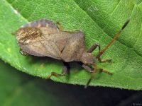Coreus marginatus