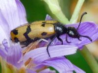 Mylabris geminata