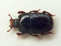 Platysoma compressum