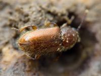 Cryptophagus lycoperdi