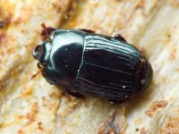 Platysoma compressum