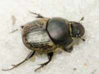 Onthophagus vacca