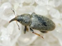 Tychius picirostris