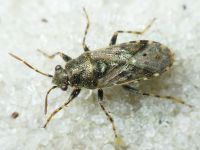 Heterogaster urticae