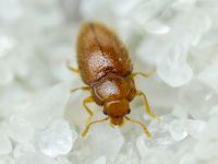 Mycetaea subterranea