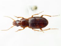 Platyderus (Platyderus) punctiger