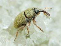 Mecinus ictericus