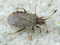 Bathysolen nubilus