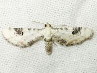 Eupithecia centaureata