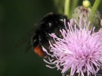 Bombus lapidarius
