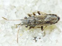Nysius graminicola