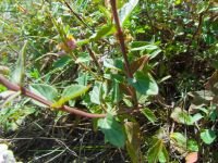 Scutellaria creticola